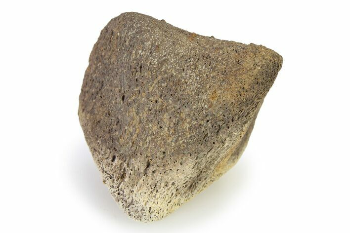 Pachycephalosaur Phalanx (Toe Bone) - Hell Creek Formation #322755